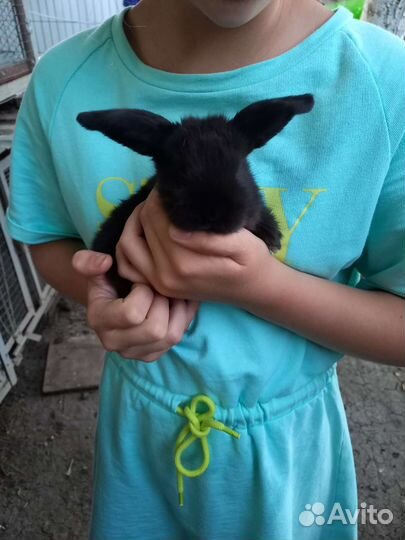 Французские бараны