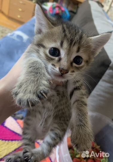 Котенок(девочка)