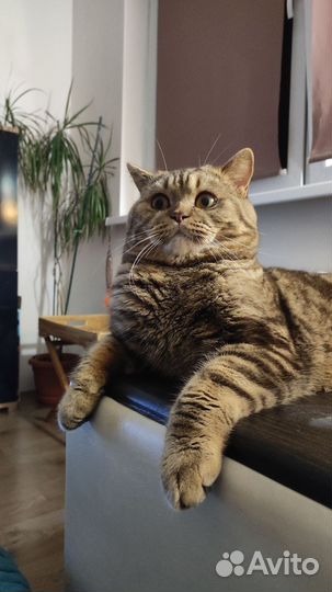 Шотландский кот вязка