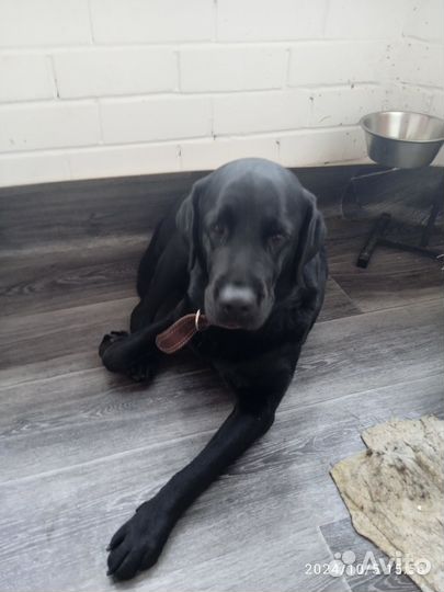 Отдам в добрые руки лабрадора