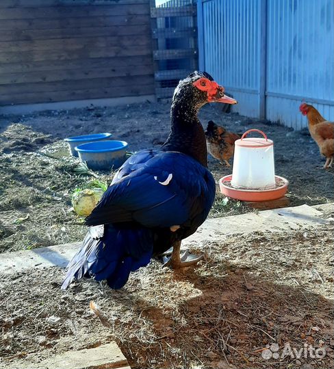 Селезень индоутки