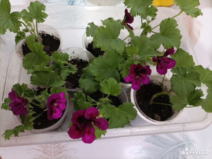 Пеларгония герань королевская