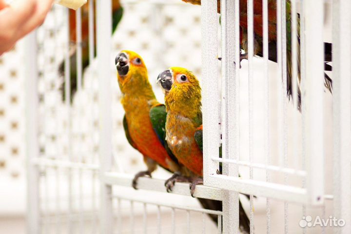 Малыши птенцы, выкормленны человеком