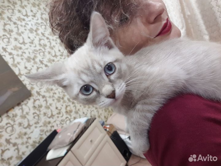 Котёнок мальчик