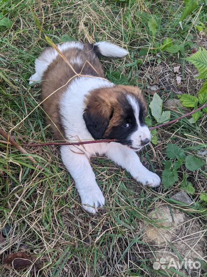 Московская сторожевая