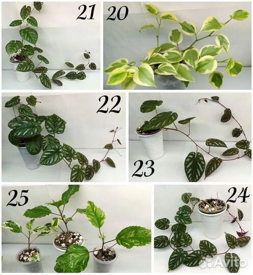 Комнатные растения разные