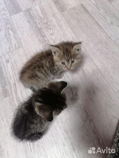 Котята