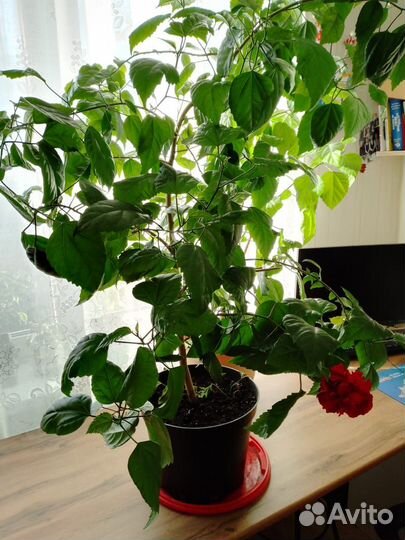 Гибискус китайская роза