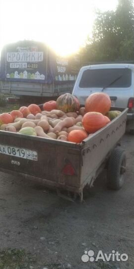 Пшеница фуражная