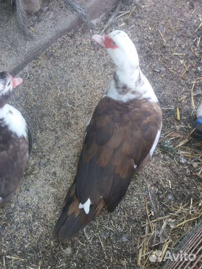 Утка мускусная пекинка