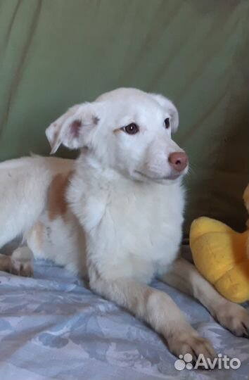 Собака в добрые руки