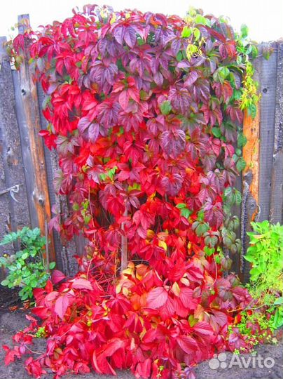 Виноград девичий