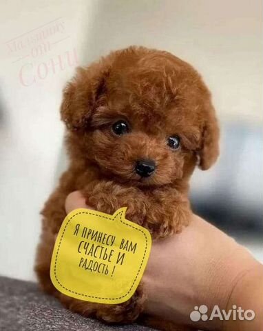 Мальтипу ф1 сладкая микро девочка