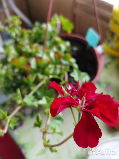 Плющелистная пеларгония Medio Karolina