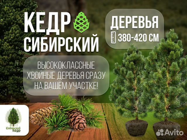 Дерево кедра