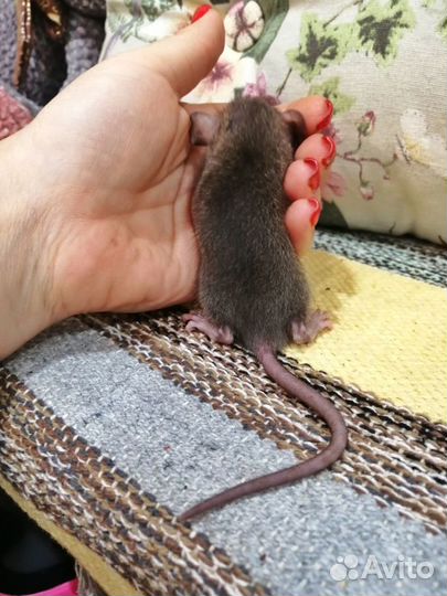 Крысята крысы дамбо
