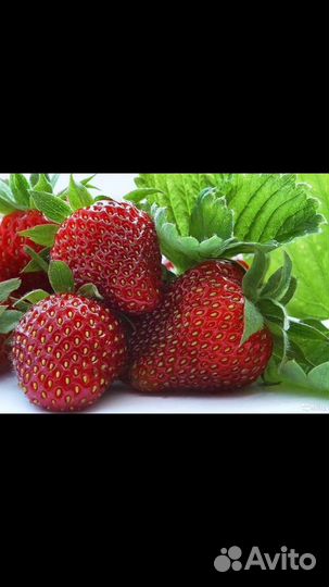 Рассада крупной клубники