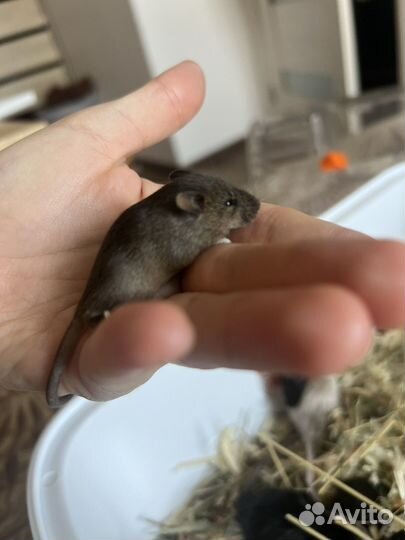 Декоративные мышки