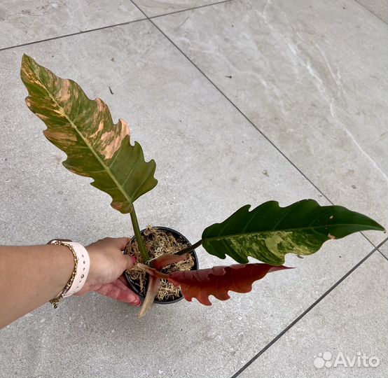 Филодендрон карамель марбл вар