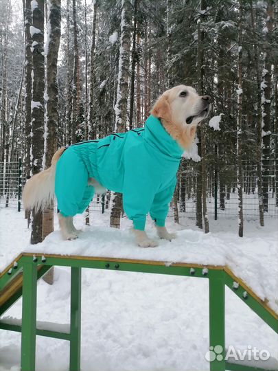 Услуги кинолога