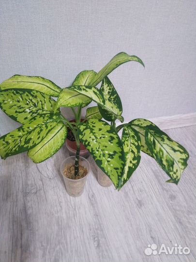 Диффенбахия