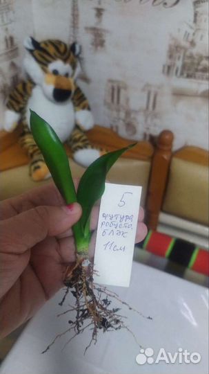 Футура блэк робуста