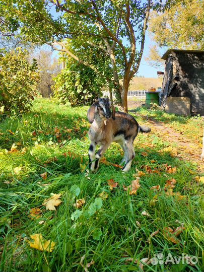 Козлята нубийские