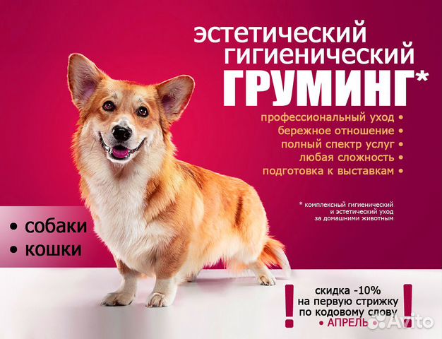 Груминг в Приморском районе СПб. Экспресс-линька