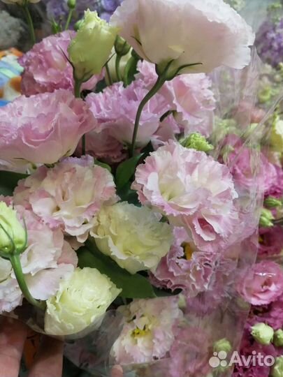 Лизиантус (эустома )