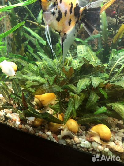 Желтые ампулярии