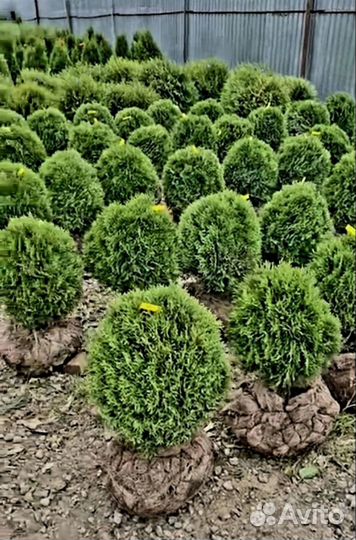 Туя Литл Гиант