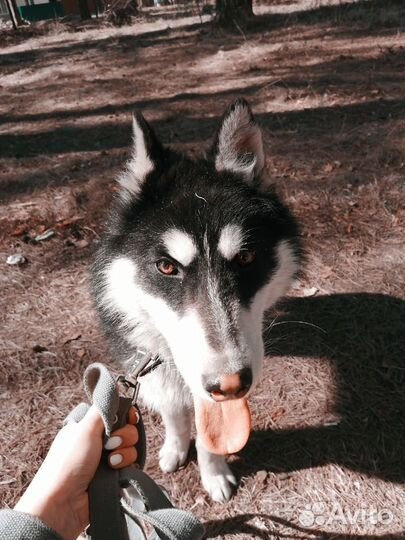 Выгульщик собак