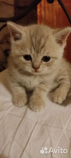 Шотландские котята