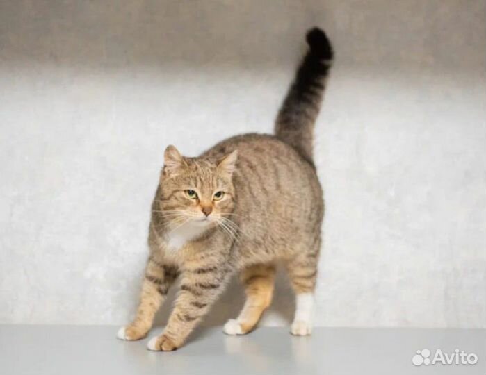 Отдам кошечку в добрые руки