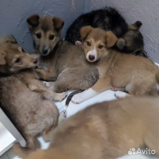 Собака дворняжка щенок