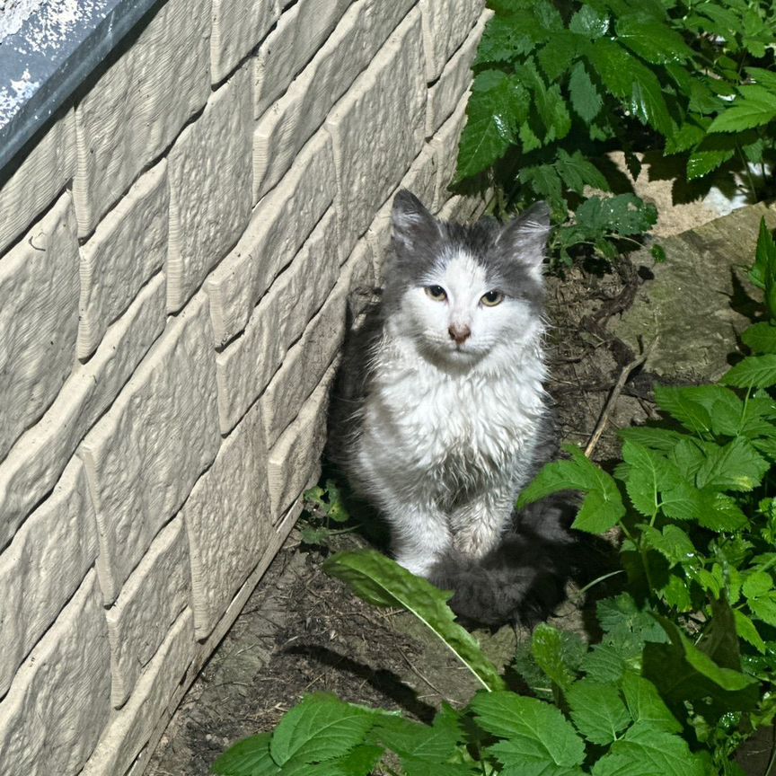 Котята в добрые руки мальчики