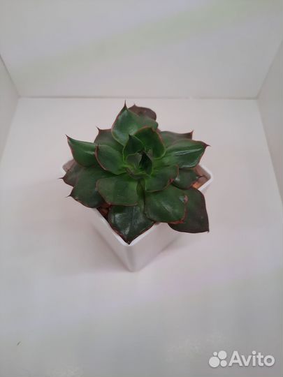 Суккуленты