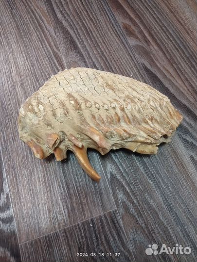 Зуб мамонта