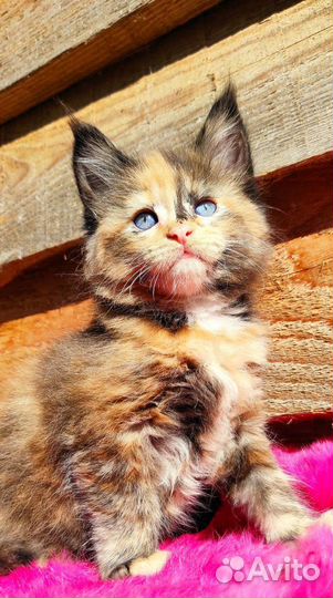 Мейн-кун очень яркая звёздочка девочка