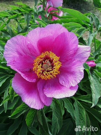 Марьин корень,пион уклоняющийся