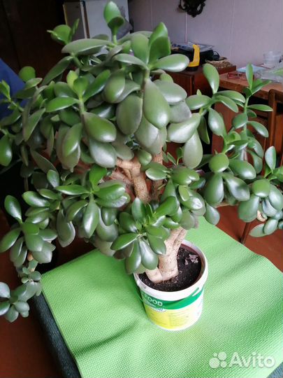 Толстянка-денежное дерево 1500руб