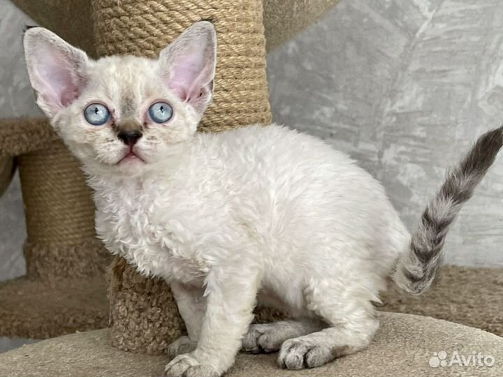 Голубоглазая кросотка