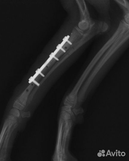 Ветеринарный врач выезд на дом