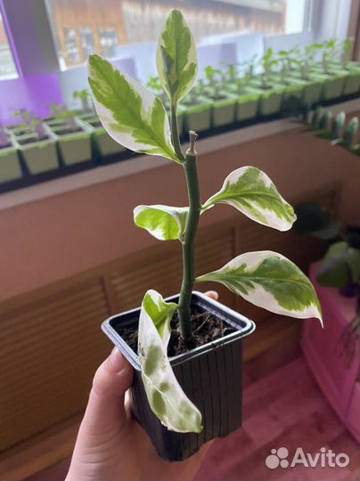 Педилантус