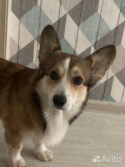 Вельш-корги пемброк