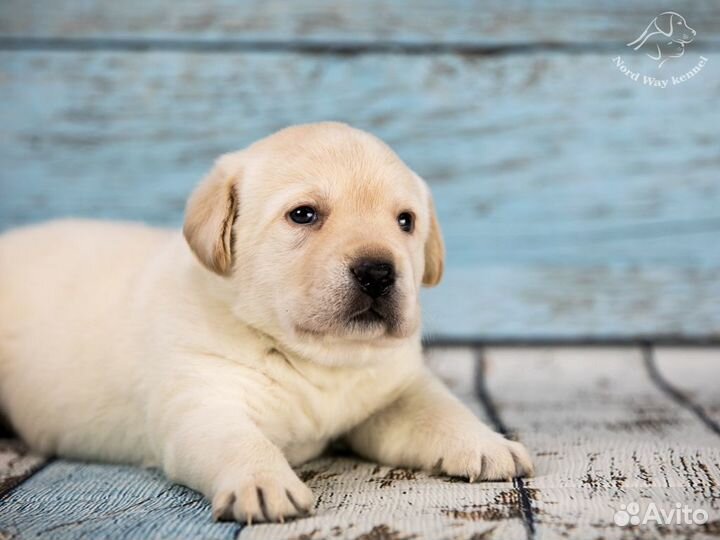 Щенки лабрадора. Питомник