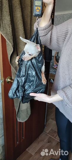 Вязка собак той терьеров мини