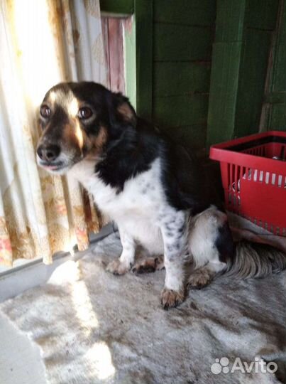 Собачки стерилизованные 1-2 года