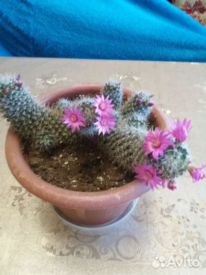 Кактусы и суккуленты