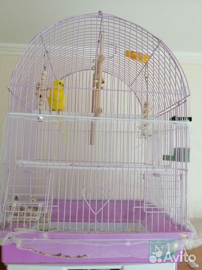 Попугай волнистик с клеткой